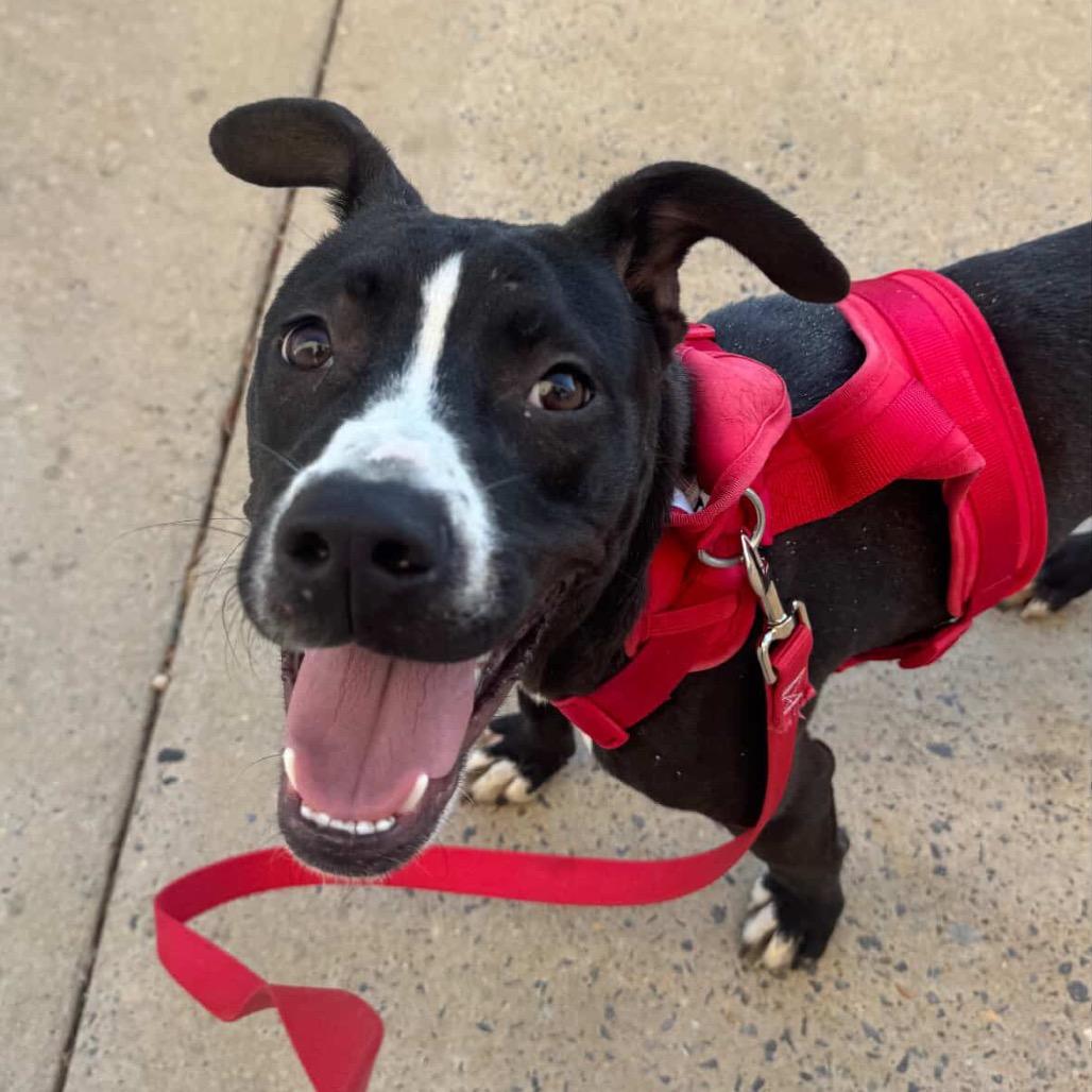 Enlarge Jumba, a Adoptable Mixed Breed in Hopkinton, MA image 5/6