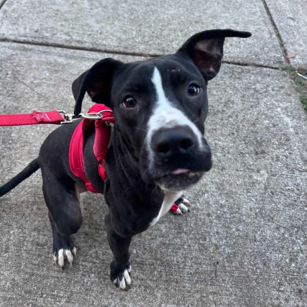 Enlarge Jumba, a Adoptable Mixed Breed in Hopkinton, MA image 6/6