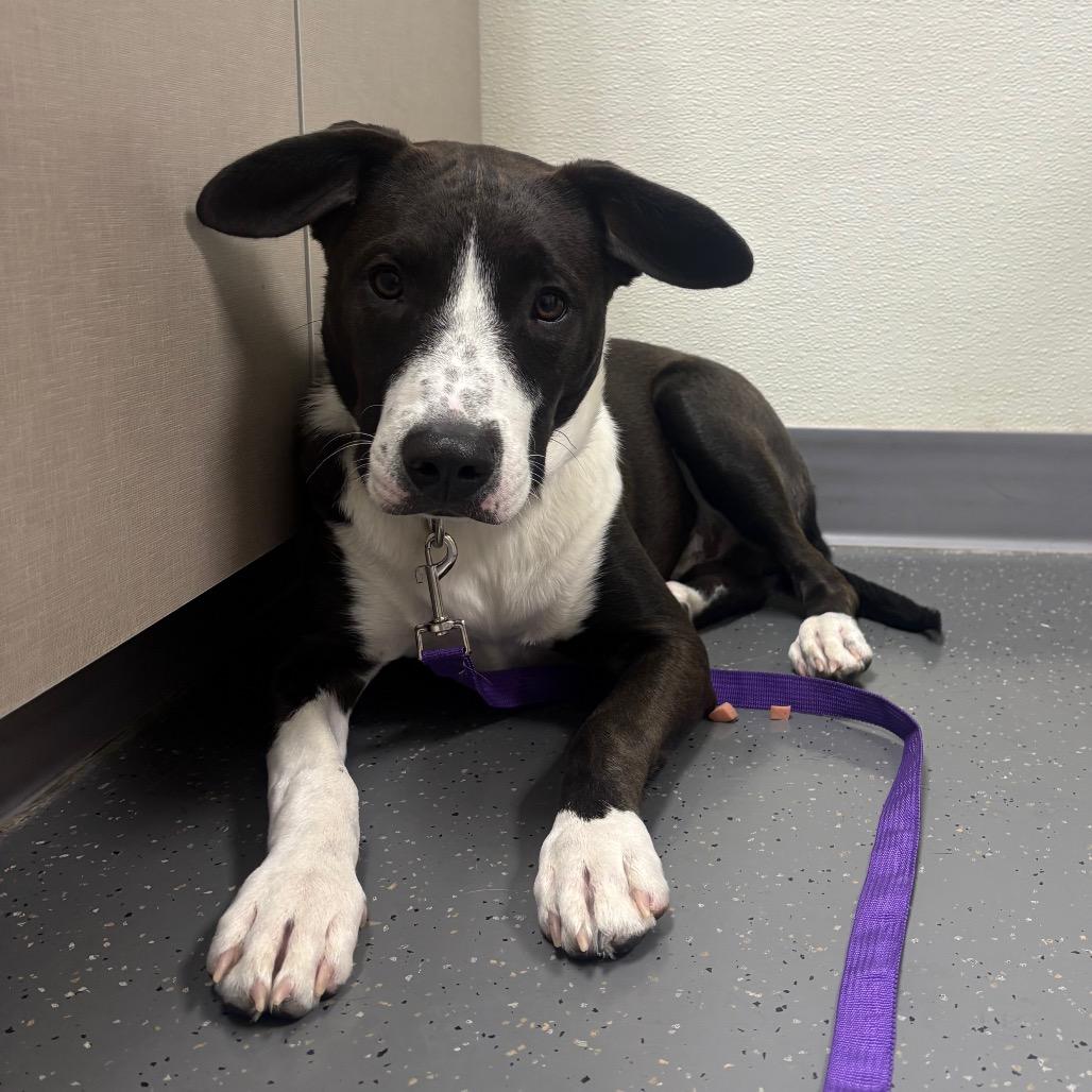Bernie, Adoptable, Young Male Pit Bull Terrier & Mixed Breed.