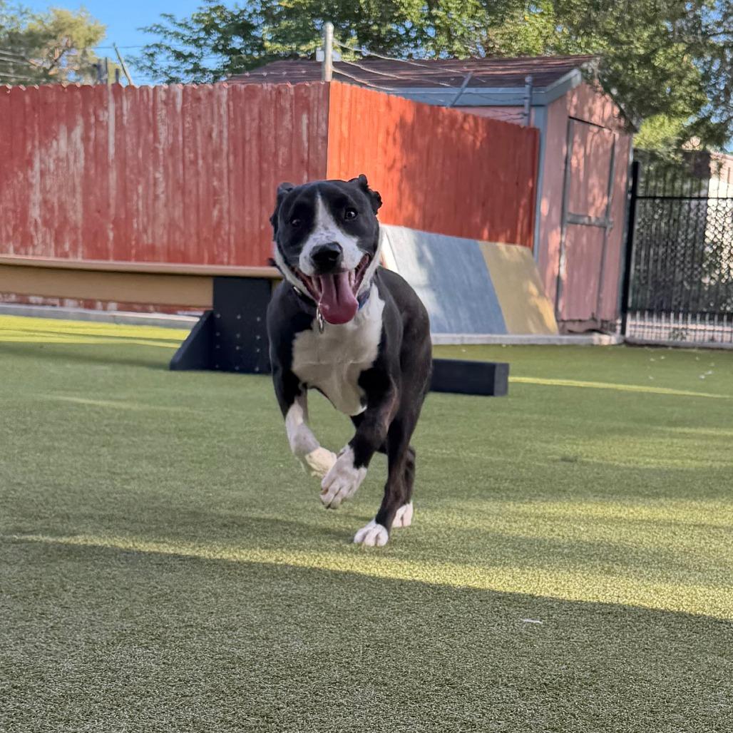 Enlarge Bernie, a Adoptable mixed breed in Albuquerque, NM image 2/3