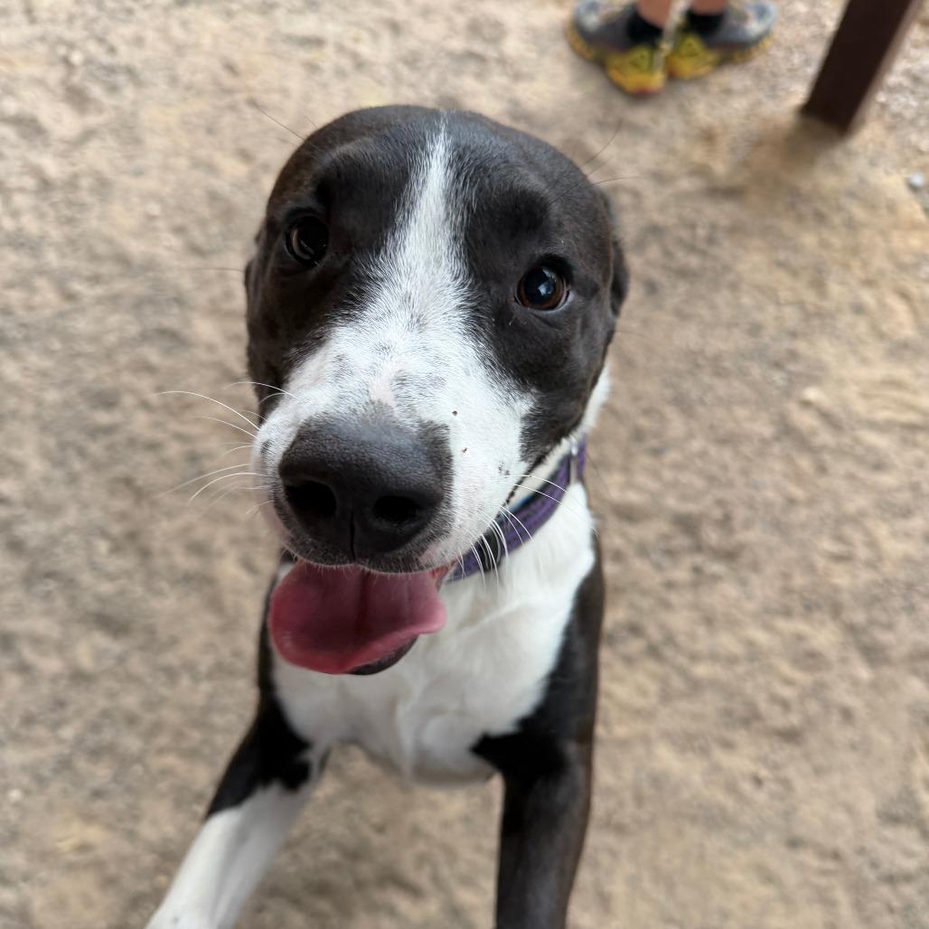 Enlarge Bernie, a Adoptable mixed breed in Albuquerque, NM image 3/3