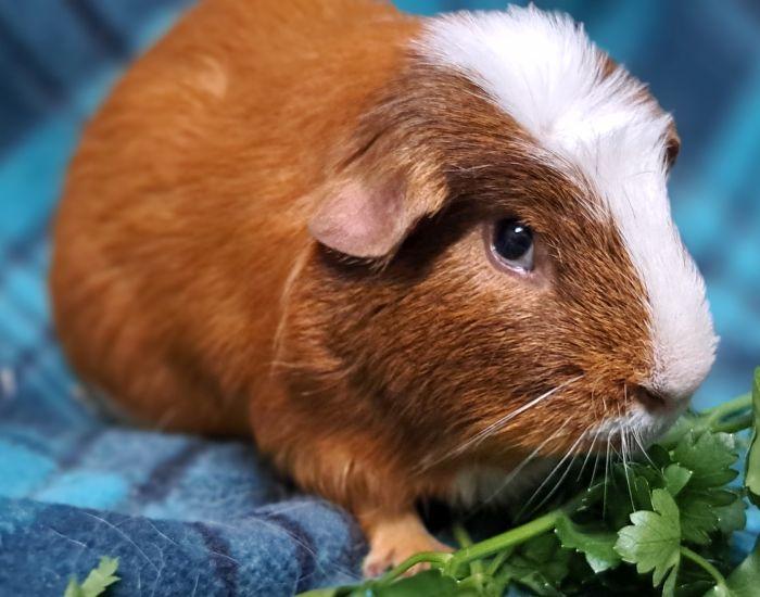 Enlarge Edward, a Adoptable Guinea Pig in Gary, IN image 1/5