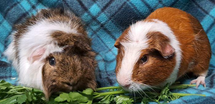 Enlarge Edward, a Adoptable Guinea Pig in Gary, IN image 2/5