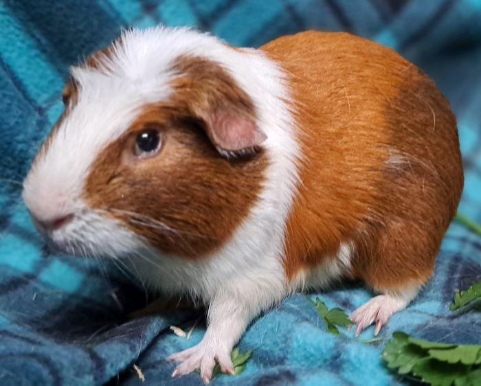 Enlarge Edward, a Adoptable Guinea Pig in Gary, IN image 3/5