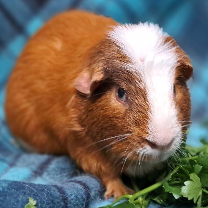 Enlarge Edward, a Adoptable Guinea Pig in Gary, IN image 4/5