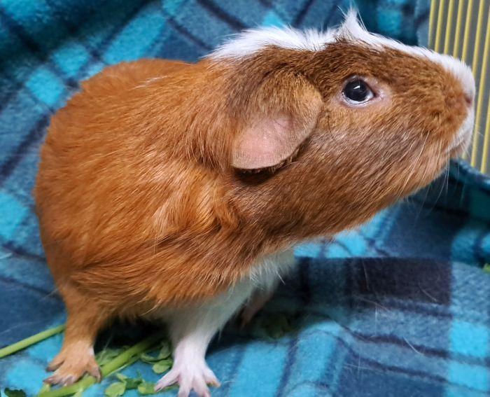 Enlarge Edward, a Adoptable Guinea Pig in Gary, IN image 5/5