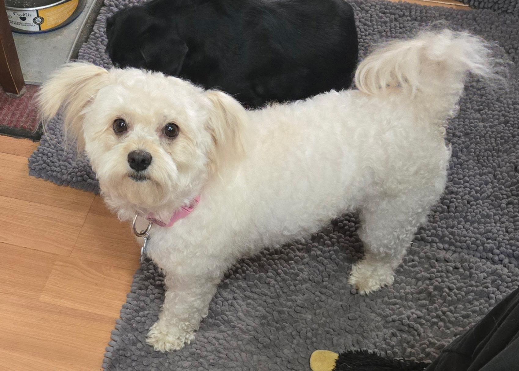 Nala, ADOPTABLE, Adult Female Maltipoo.