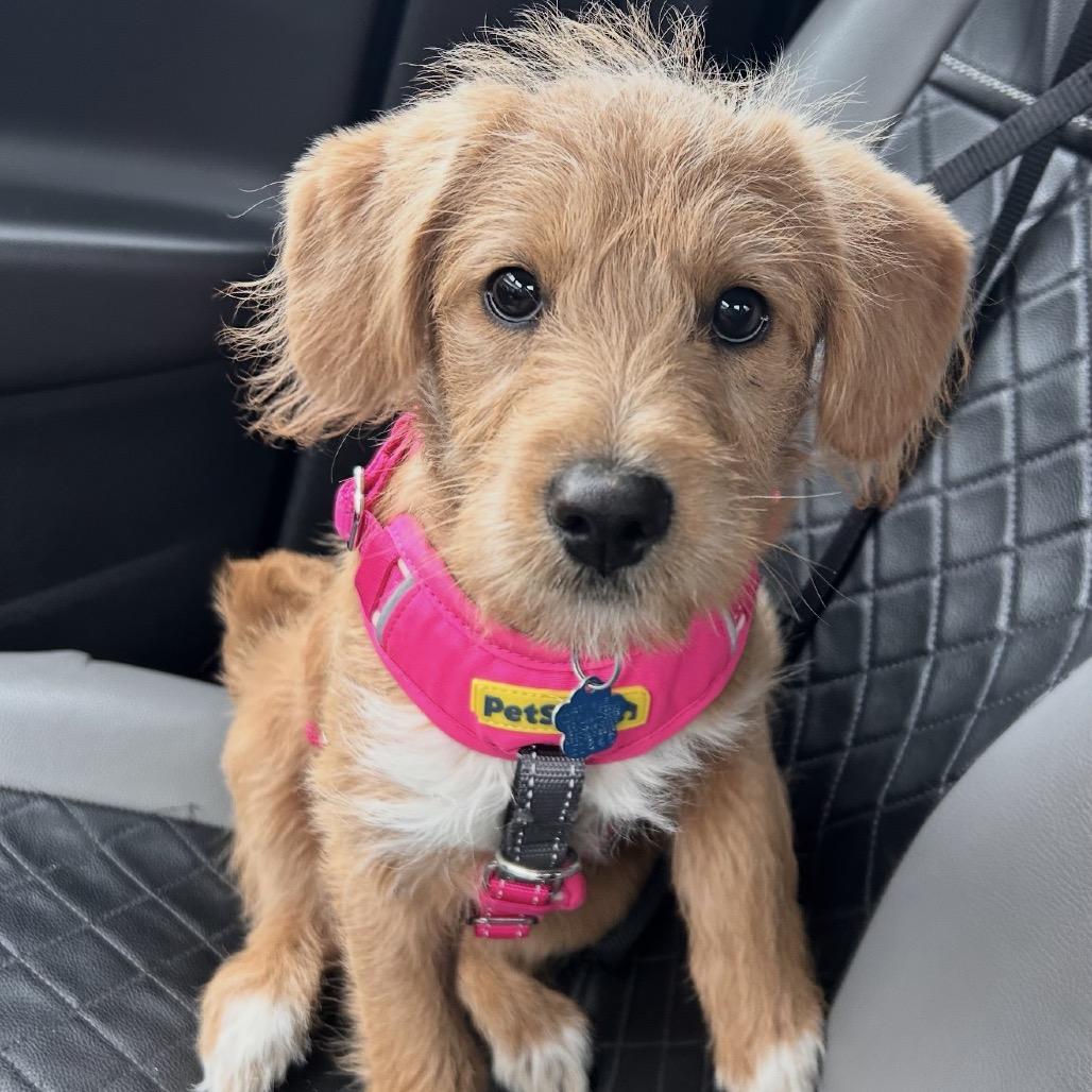 Enlarge Sandy, an adopted Labradoodle in Medford, NY image 2/4