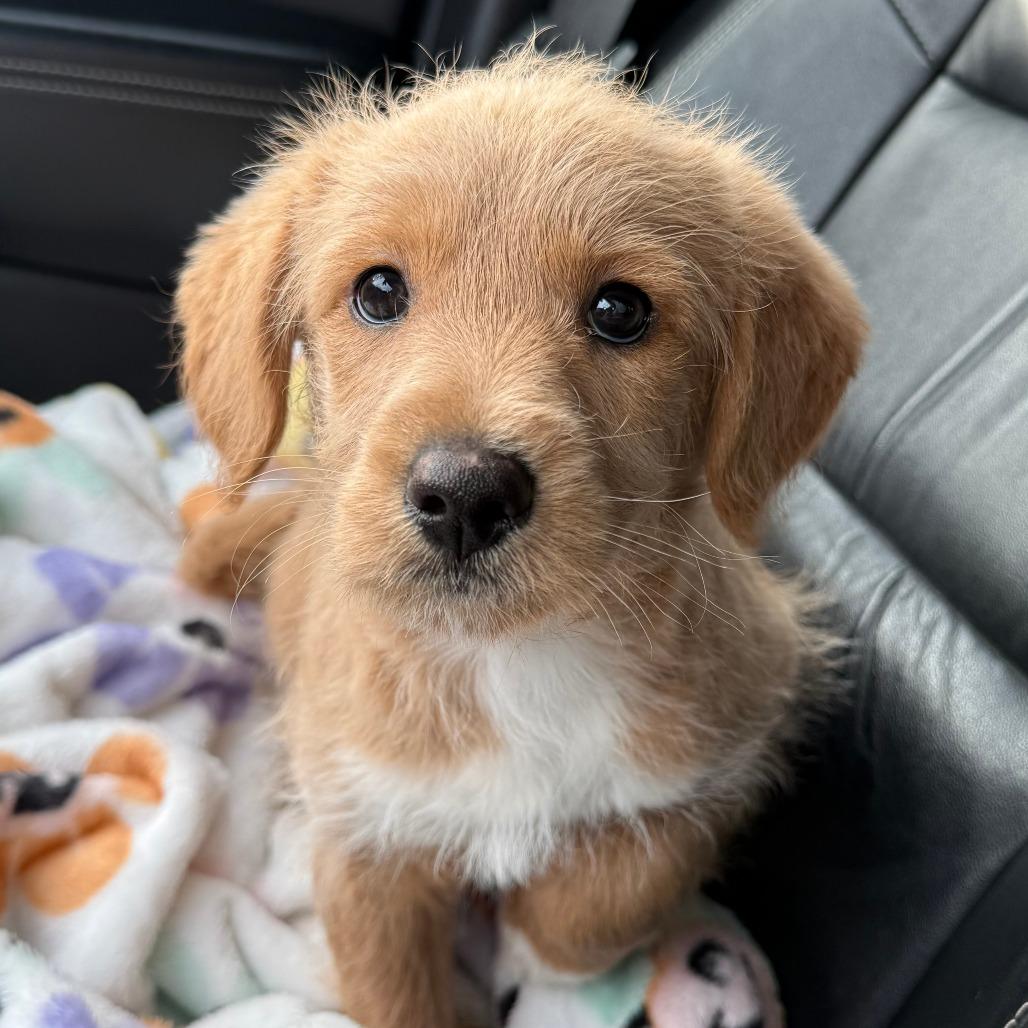 Enlarge Sandy, an adopted Labradoodle in Medford, NY image 3/4