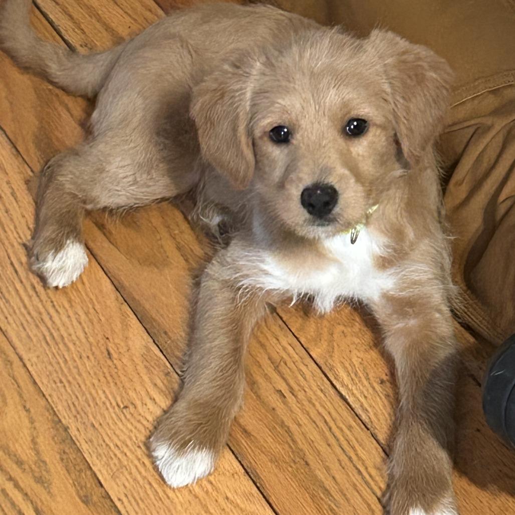 Sandy, adopted, Young Female Labradoodle.