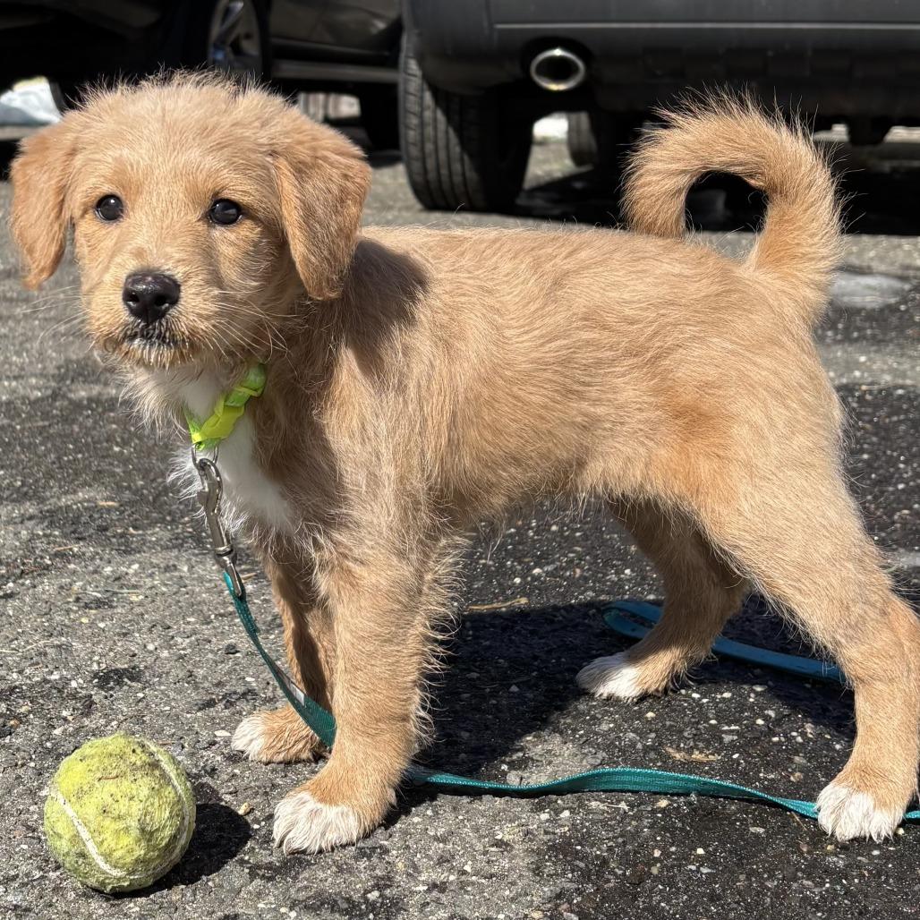 Enlarge Sandy, an adopted Labradoodle in Medford, NY image 4/4
