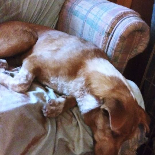 Tillie 1