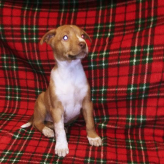 Tillie — thumbnail 2