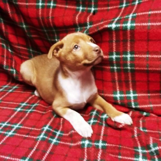 Tillie — thumbnail 3