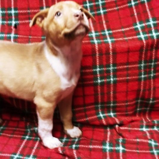 Tillie — thumbnail 4