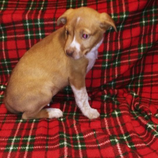 Tillie — thumbnail 5