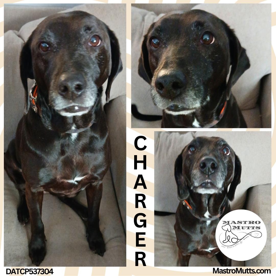 Charger, ADOPTABLE, Senior Female Black Labrador Retriever & Mixed Breed.