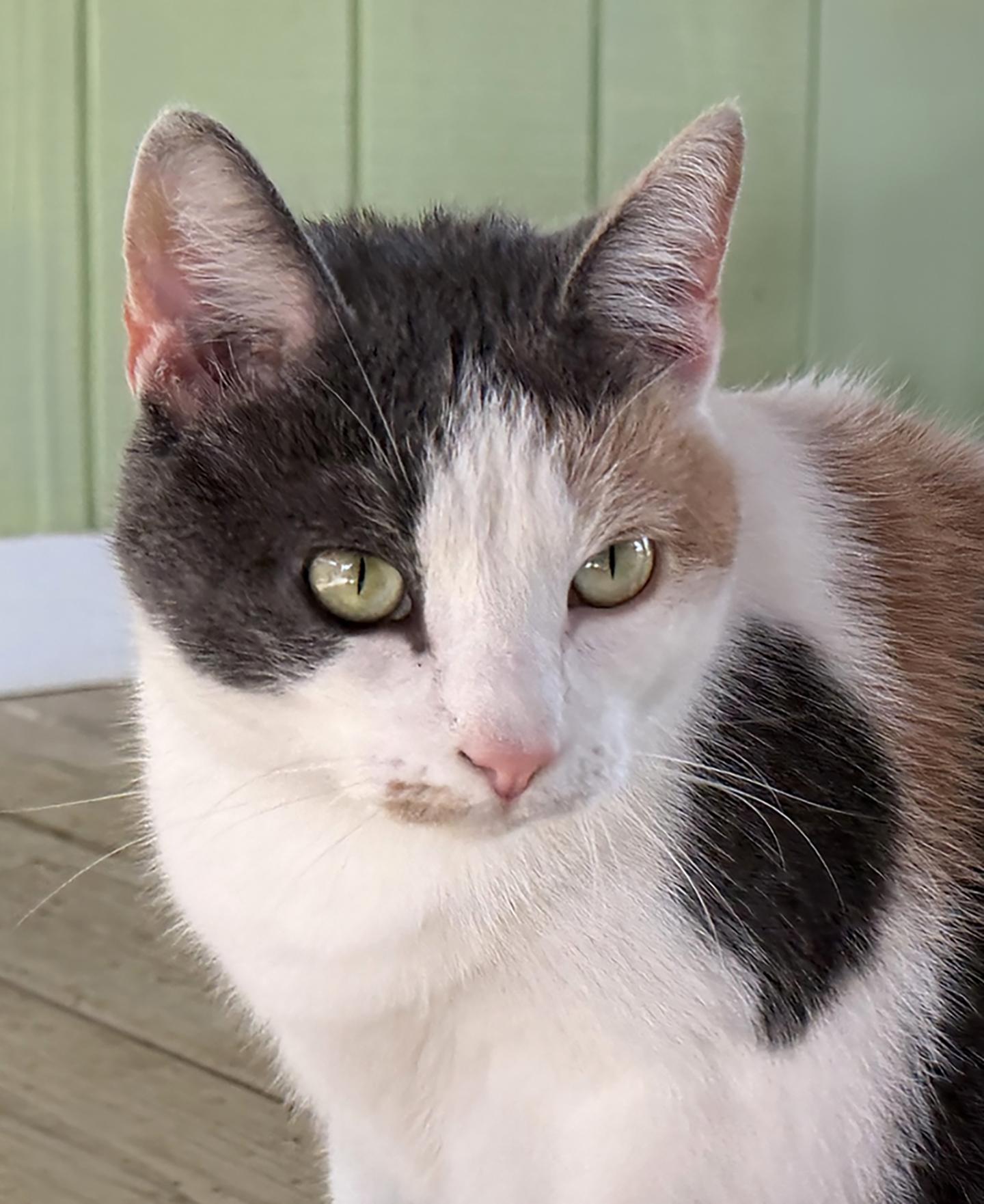 Enlarge Cider, an adopted Domestic Short Hair in North Fort Myers, FL image 1/4