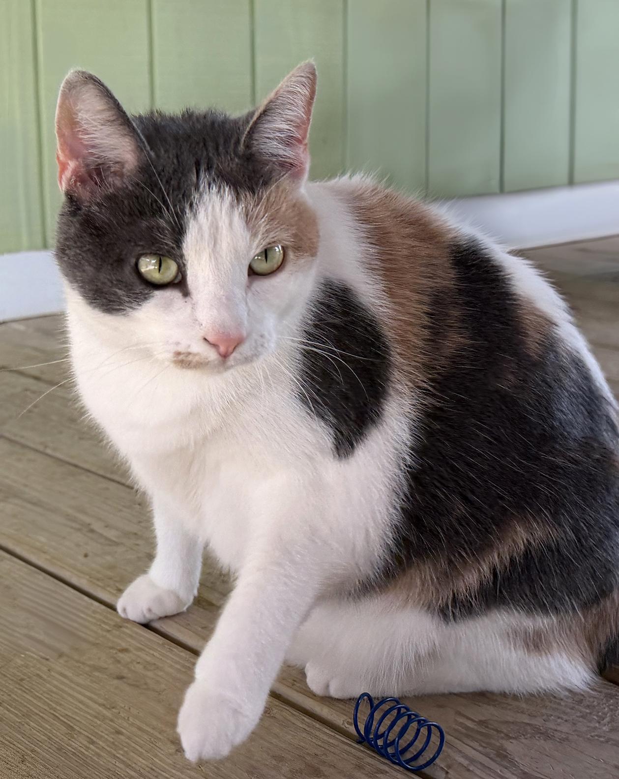 Enlarge Cider, an adopted Domestic Short Hair in North Fort Myers, FL image 2/4