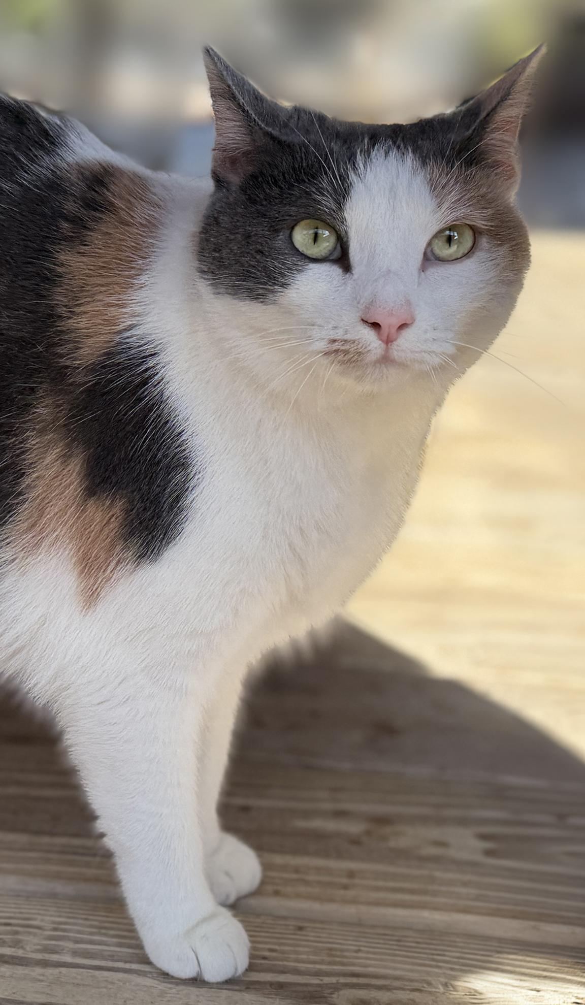 Enlarge Cider, an adopted Domestic Short Hair in North Fort Myers, FL image 4/4