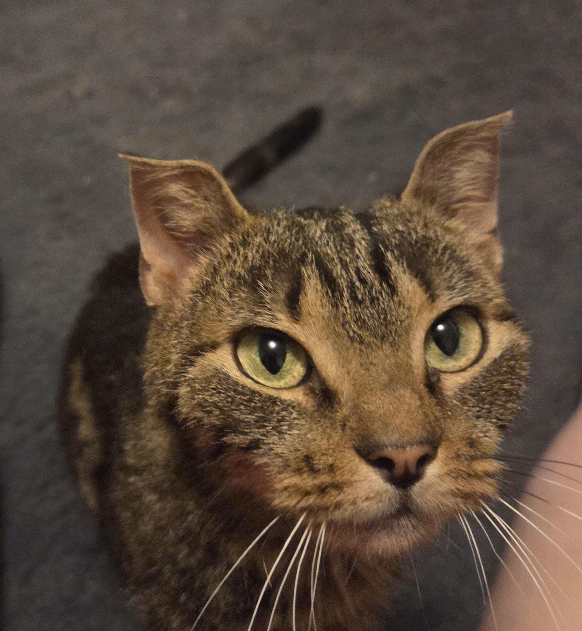 Vivienne — thumbnail 2