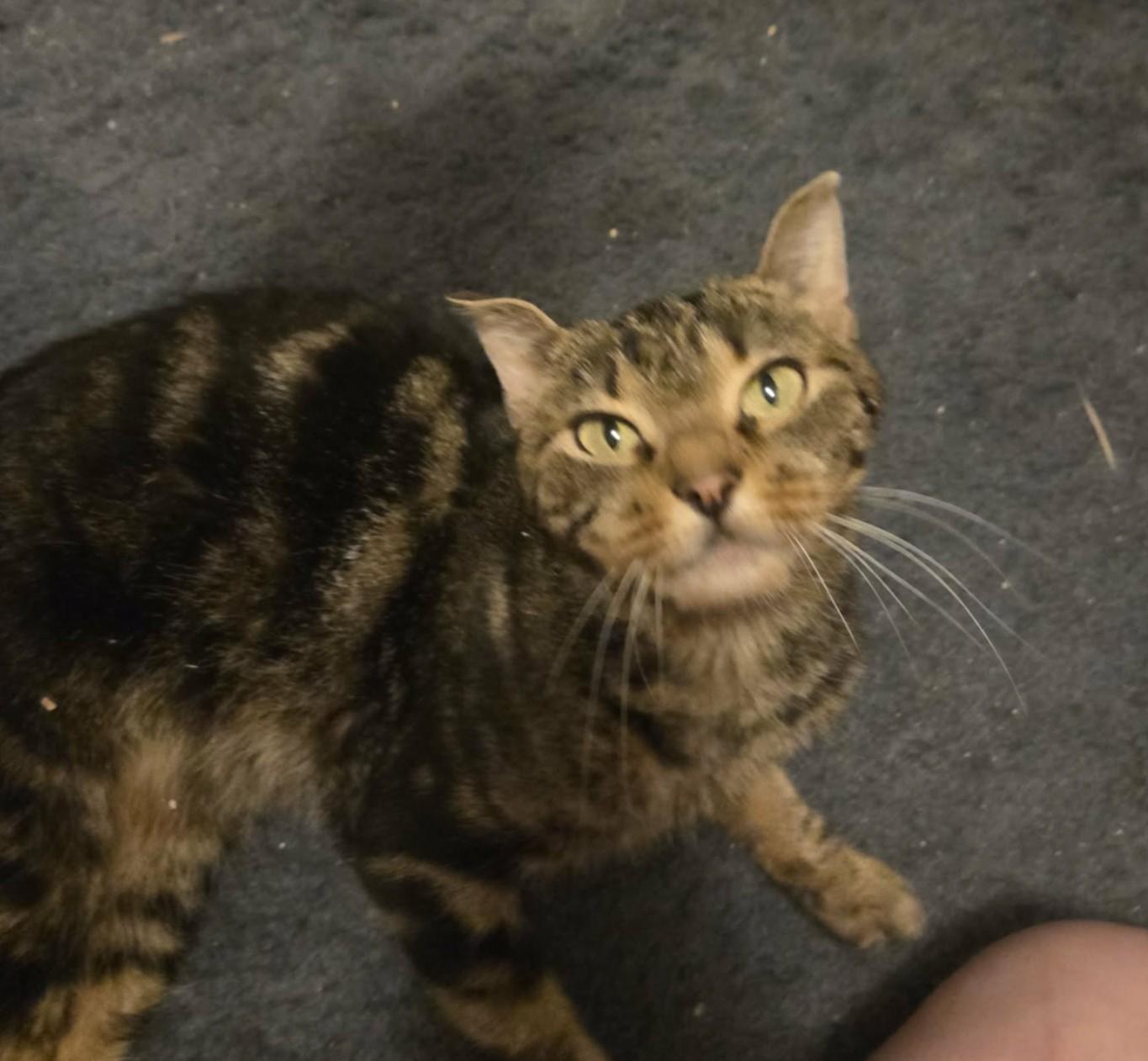 Vivienne — thumbnail 4