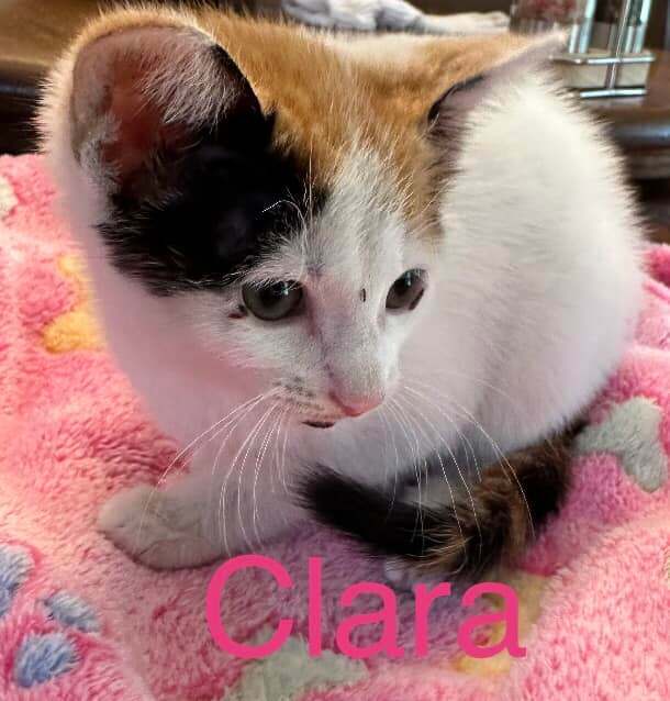 Clara, Adopted, Kitten Female Domestic Short Hair.