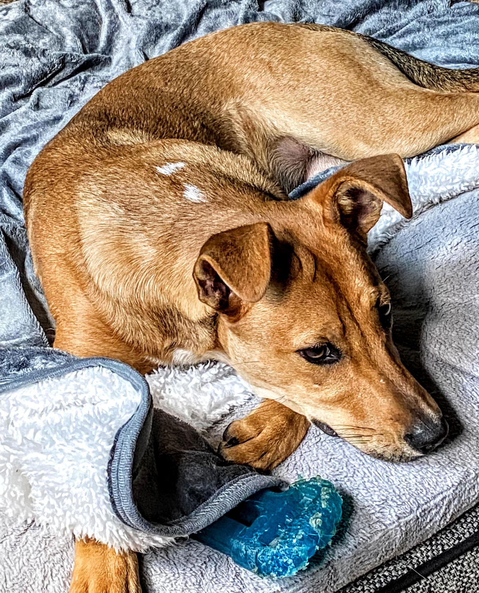 Enlarge D103 Litter Susie, a Adoptable mixed breed in Livonia, MI image 2/3