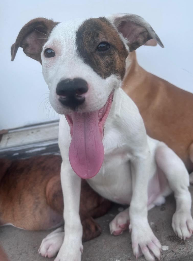 Enlarge Smudge, a Adoptable mixed breed in Little Rock, AR image 1/4