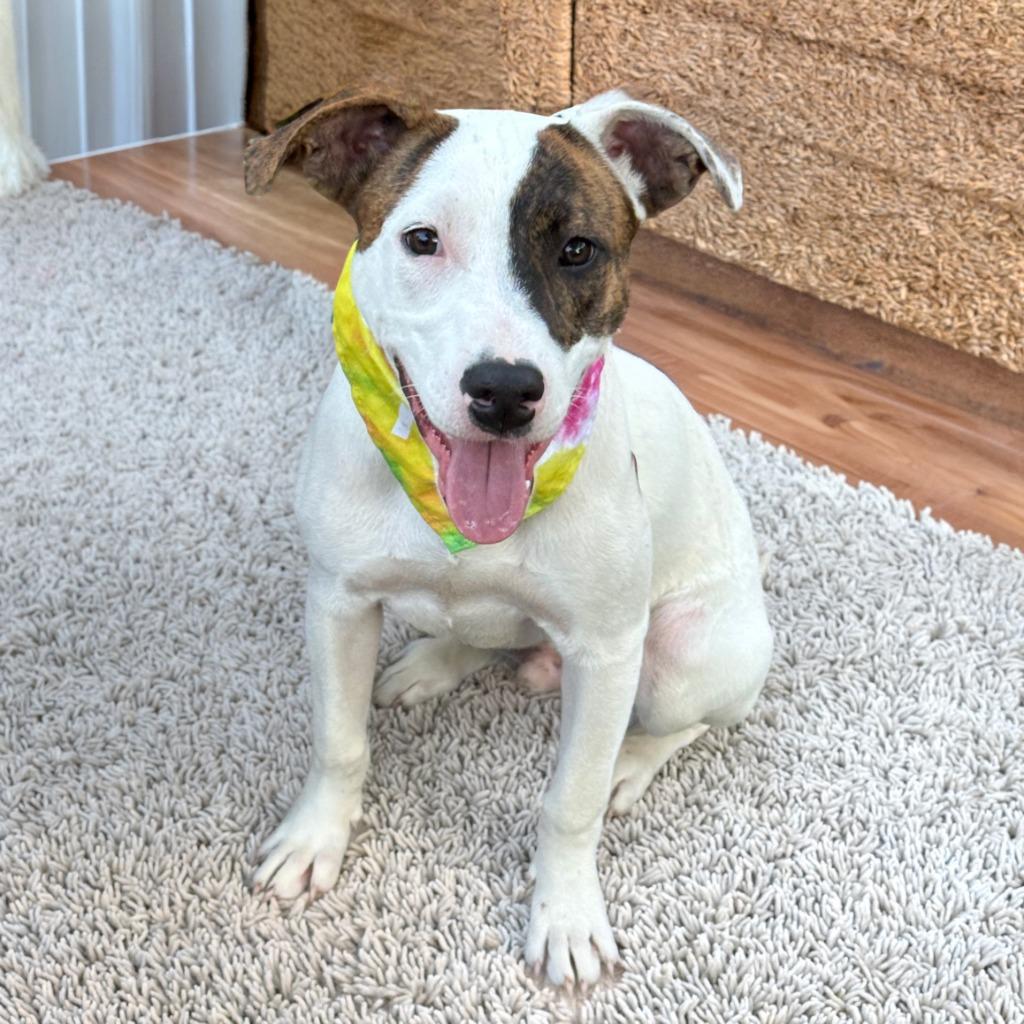 Enlarge Smudge, a Adoptable mixed breed in Little Rock, AR image 2/4