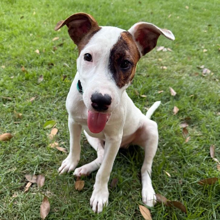 Enlarge Smudge, a Adoptable mixed breed in Little Rock, AR image 3/4
