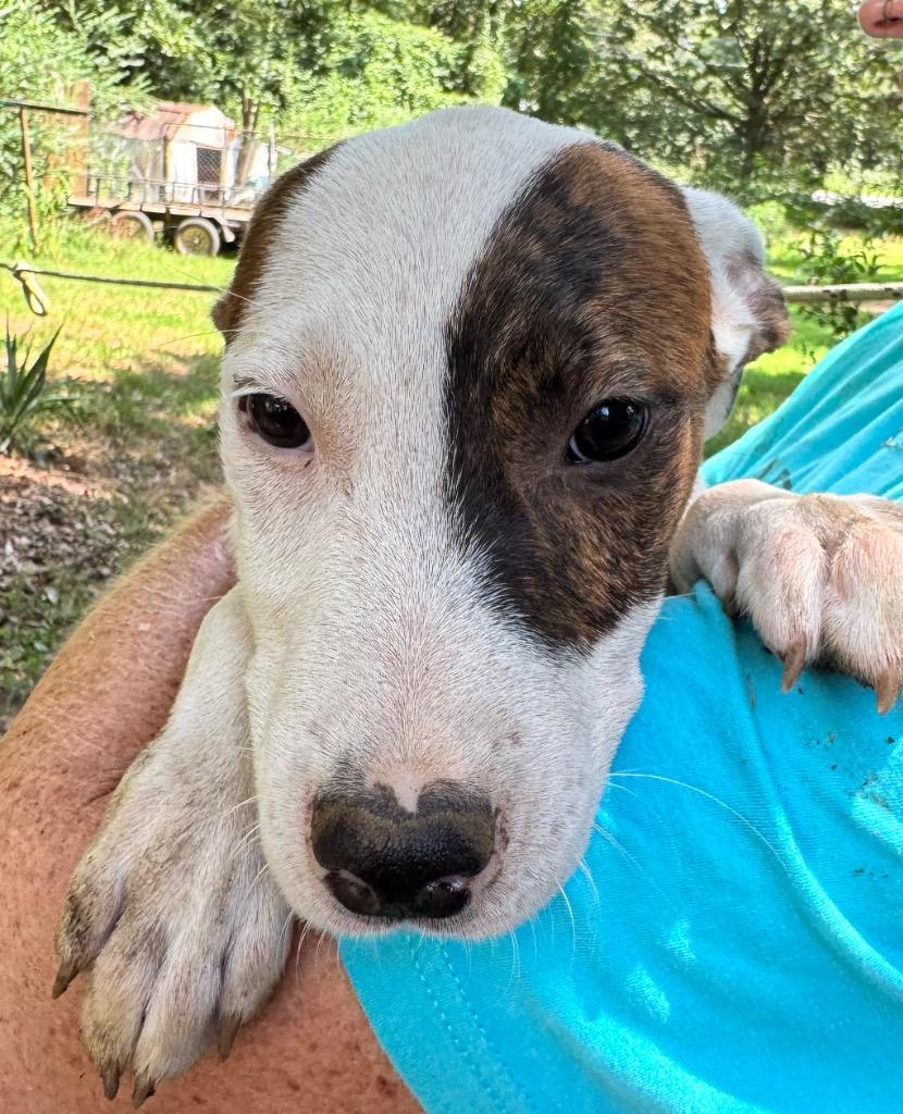 Enlarge Smudge, a Adoptable mixed breed in Little Rock, AR image 4/4