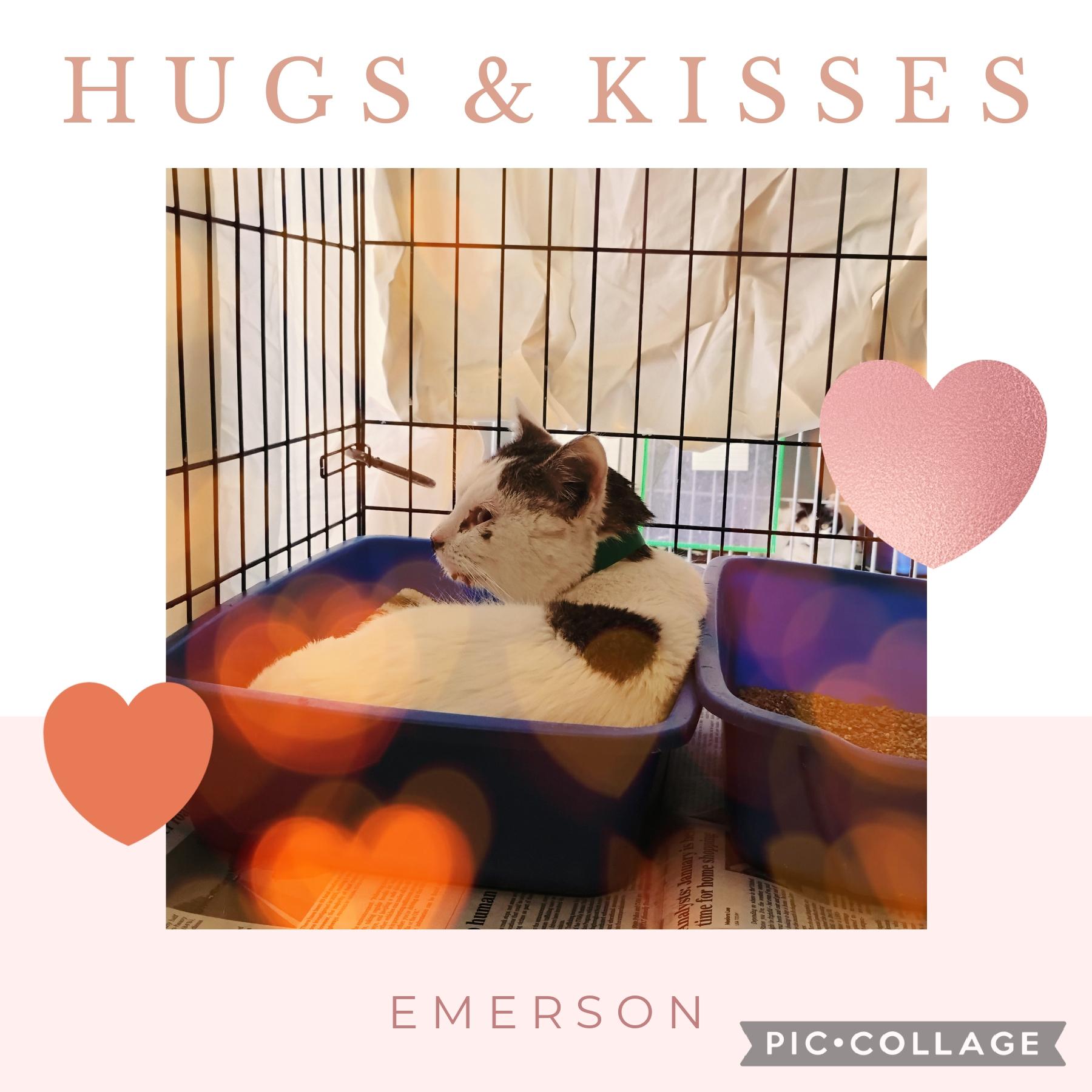 Enlarge Emerson, an adoptable Tabby in Muncie, IN image 1/1