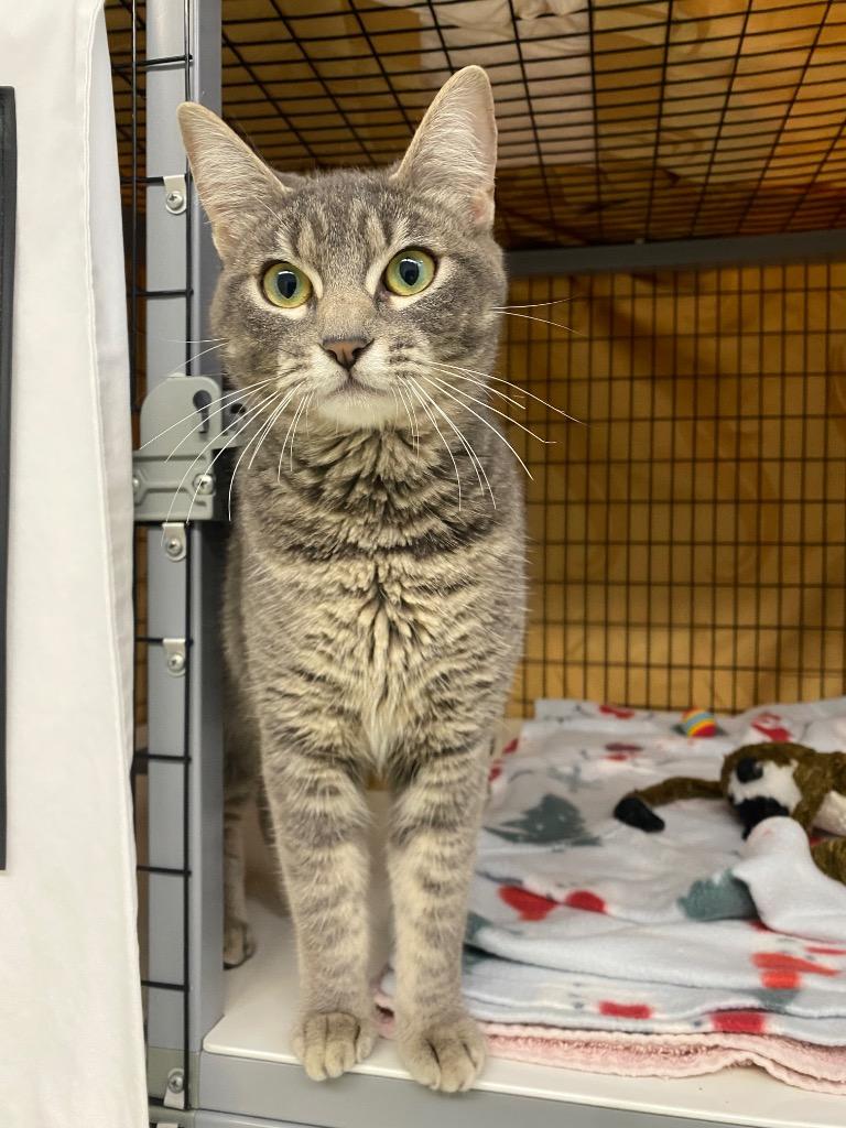 Cinderella, Adoptable, Young Female Domestic Short Hair.