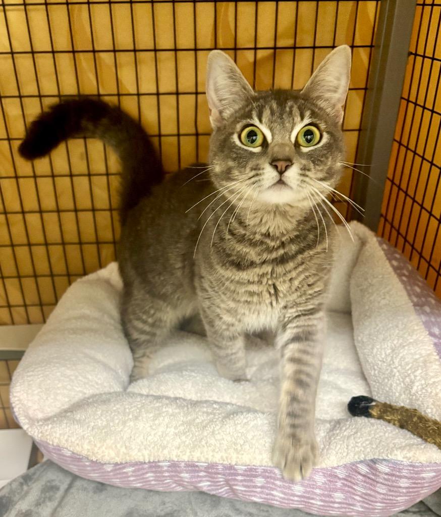 Enlarge Cinderella, a Adoptable mixed breed in Grants Pass, OR image 2/2