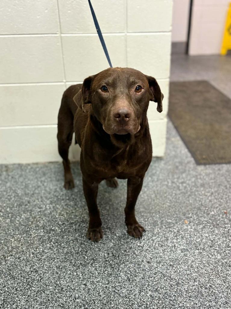 Earl, Adoptable, Adult Male Mixed Breed.