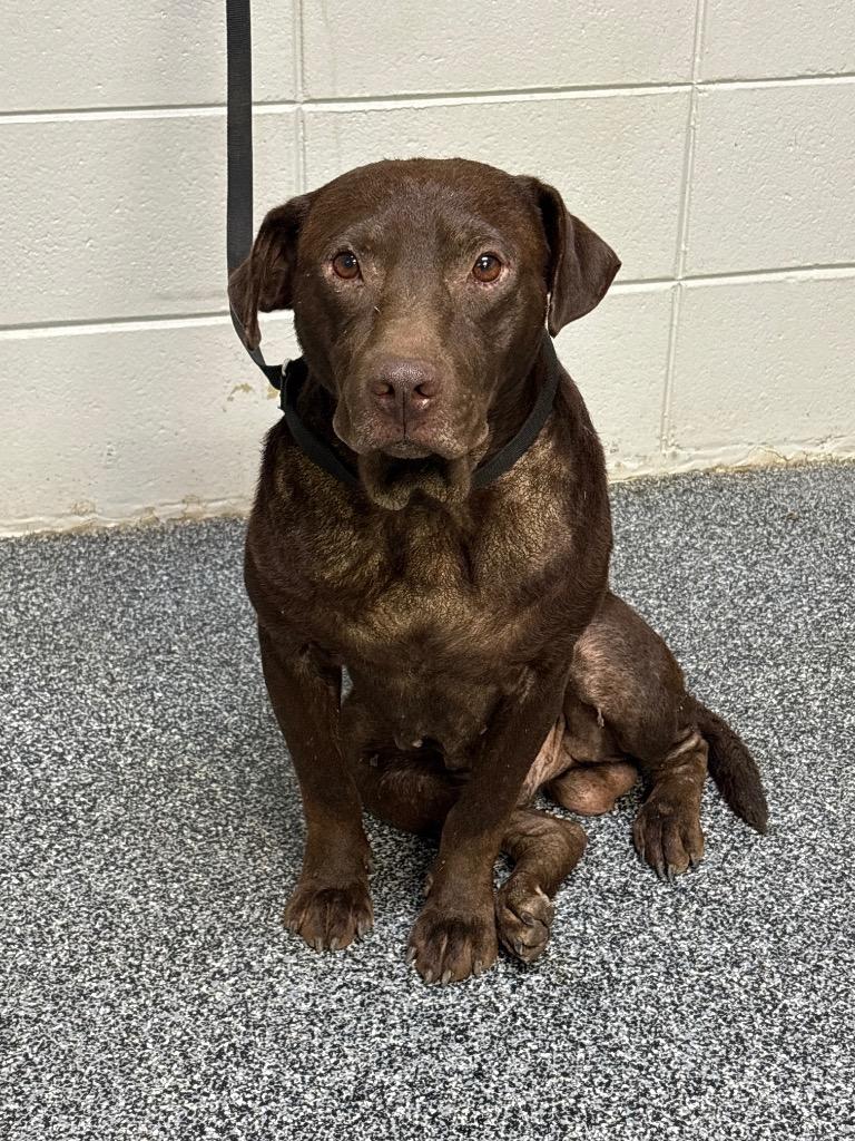 Enlarge Earl, a Adoptable mixed breed in Tifton, GA image 2/6