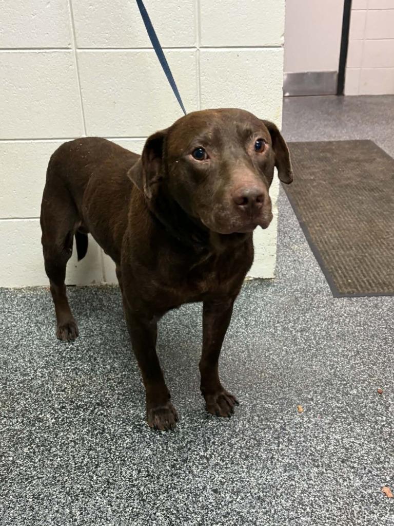 Enlarge Earl, a Adoptable mixed breed in Tifton, GA image 3/6