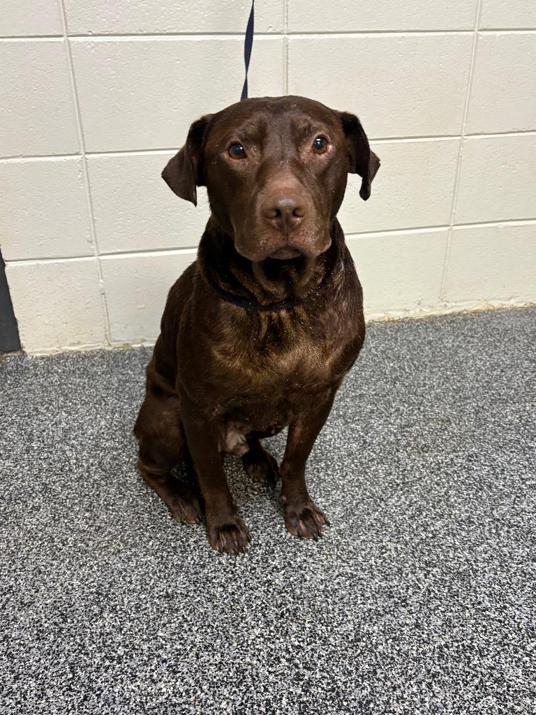 Enlarge Earl, a Adoptable mixed breed in Tifton, GA image 4/6