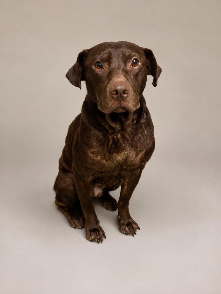 Enlarge Earl, a Adoptable mixed breed in Tifton, GA image 5/6