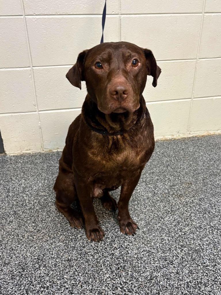 Enlarge Earl, a Adoptable mixed breed in Tifton, GA image 6/6