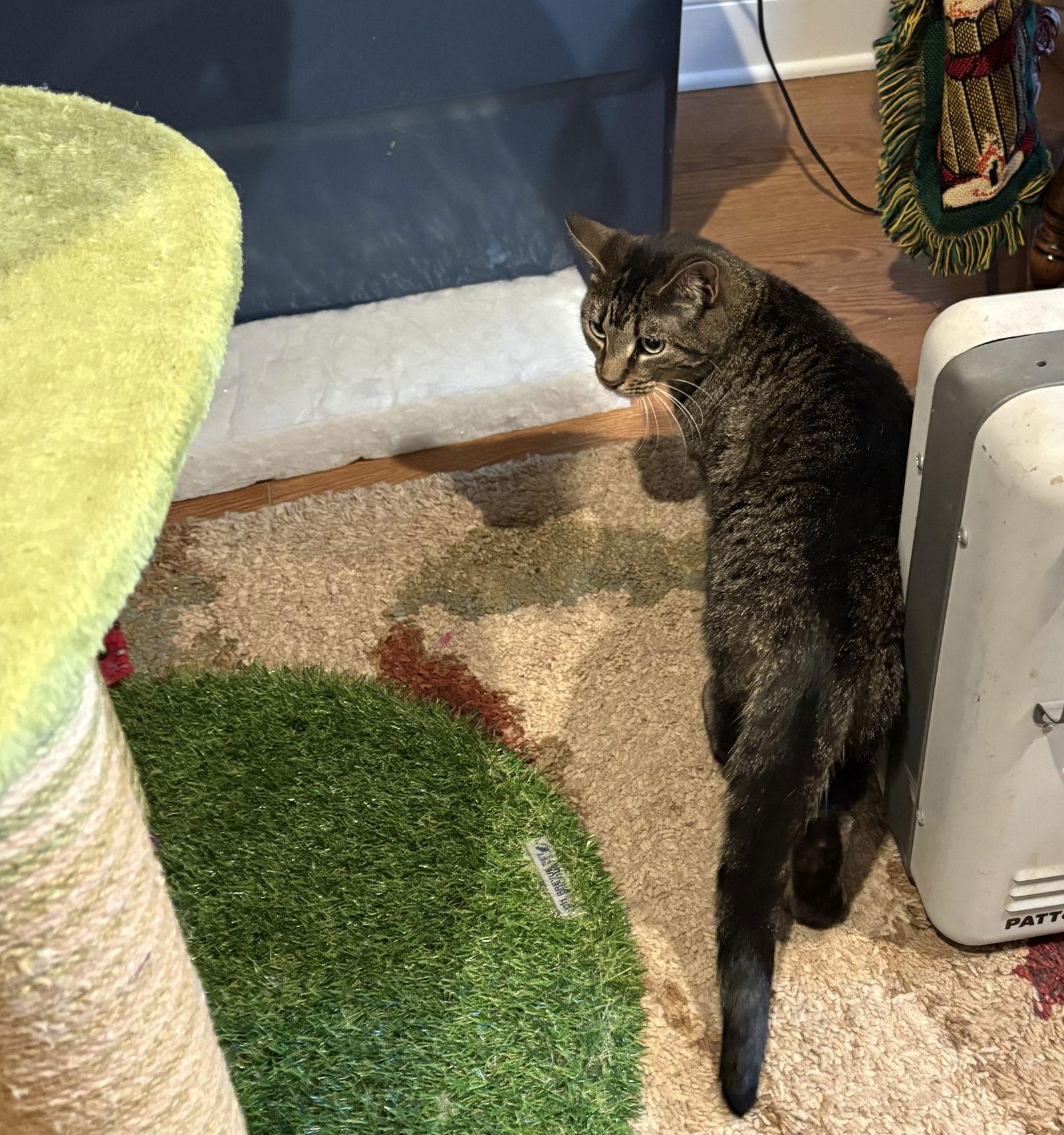 Enlarge Tootsie, a Adoptable Domestic Short Hair in White Bluff, TN image 1/1