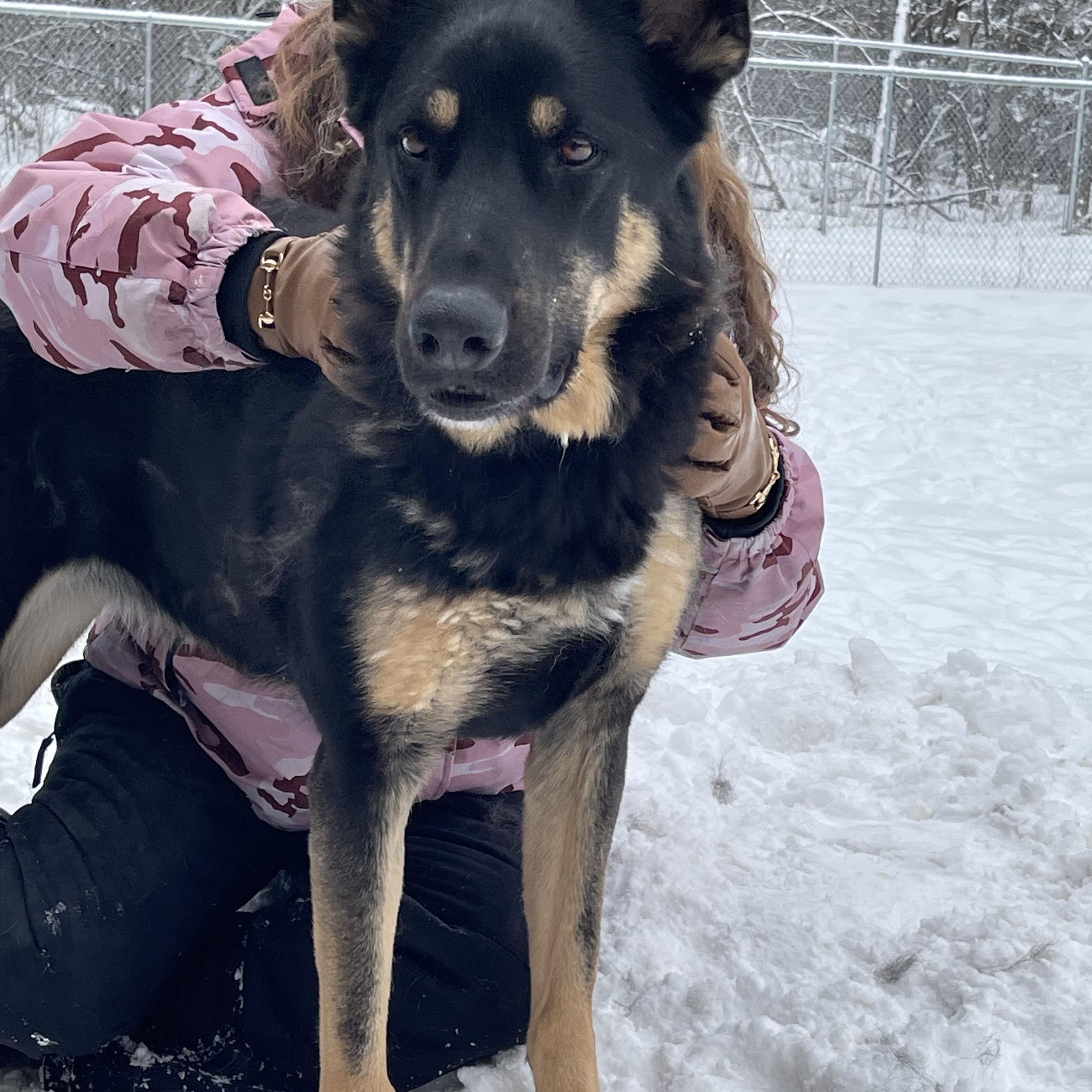 XENA, a Adoptable German Shepherd Dog in Ontonagon, MI image 1/2