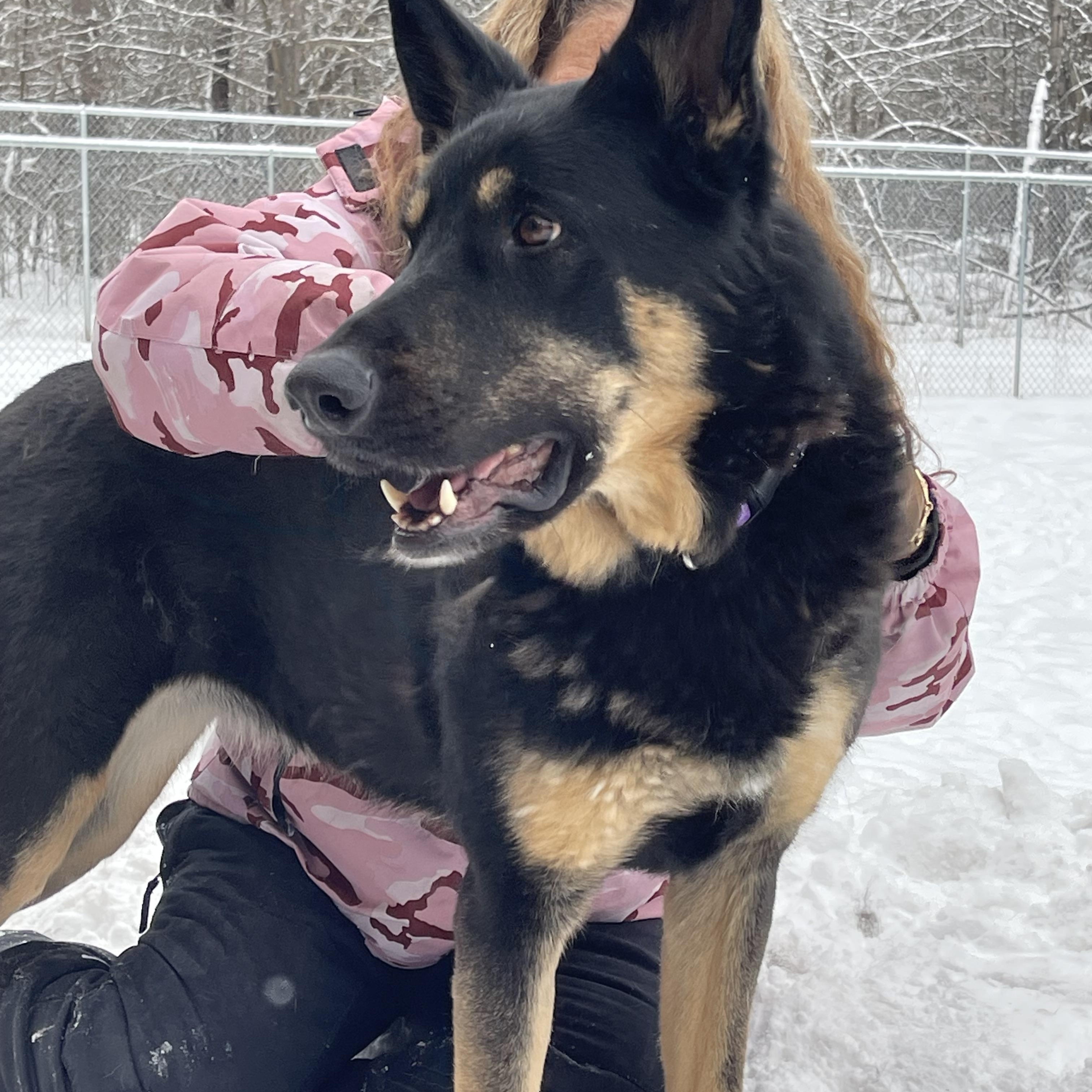 XENA, a Adoptable German Shepherd Dog in Ontonagon, MI image 2/2
