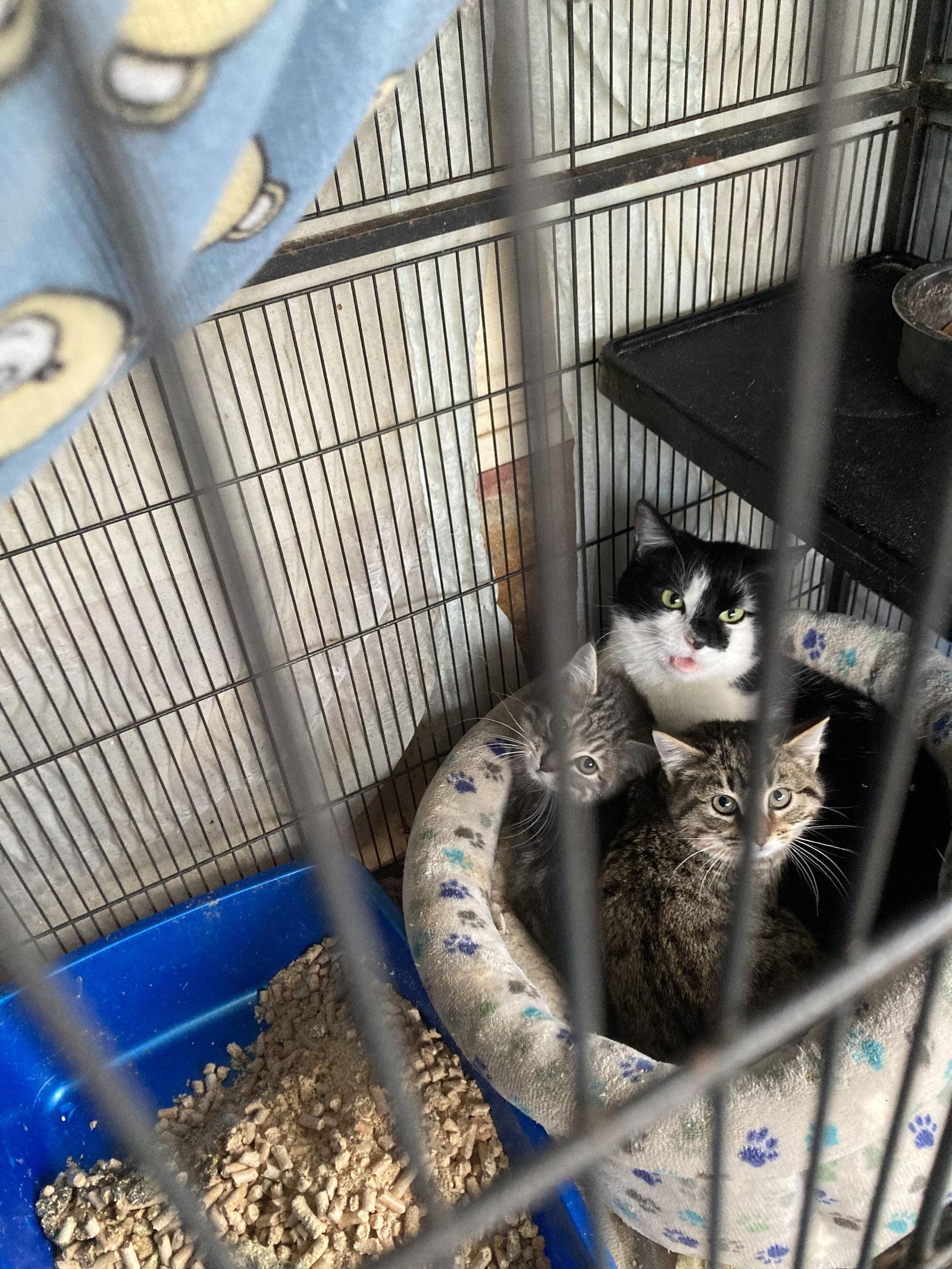 Siaja, Adoptable, Adult Female Domestic Short Hair.