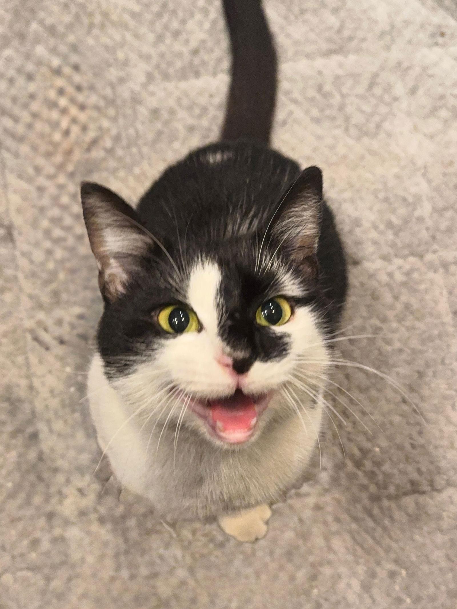 Enlarge Siaja, a Adoptable Domestic Short Hair in Chatham, VA image 2/2