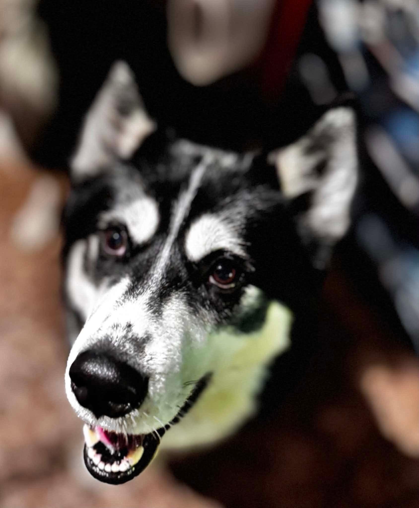Dusty, Adoptable, Young Male Husky.