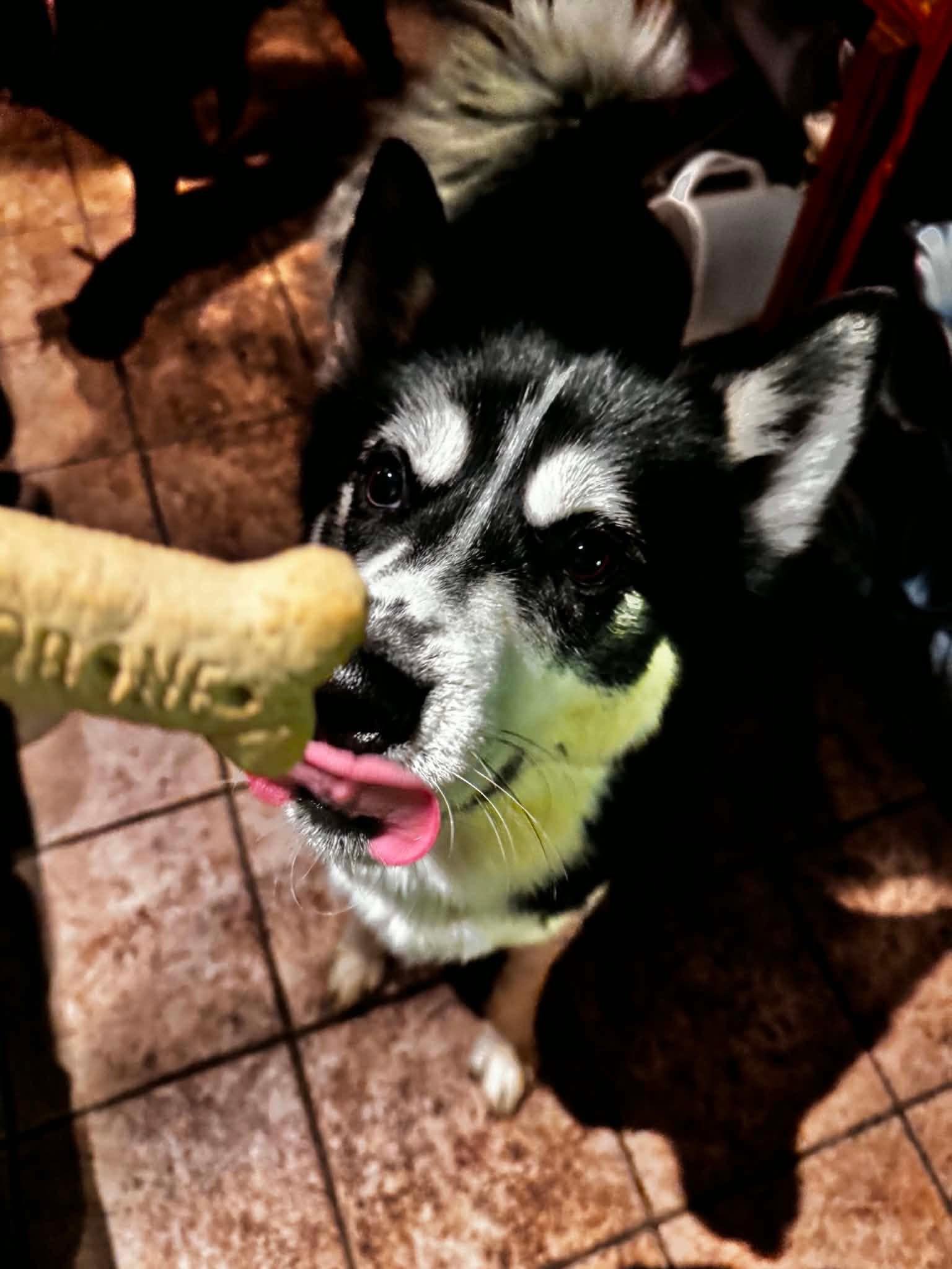 Enlarge Dusty, a Adoptable Husky in Willington, CT image 2/5