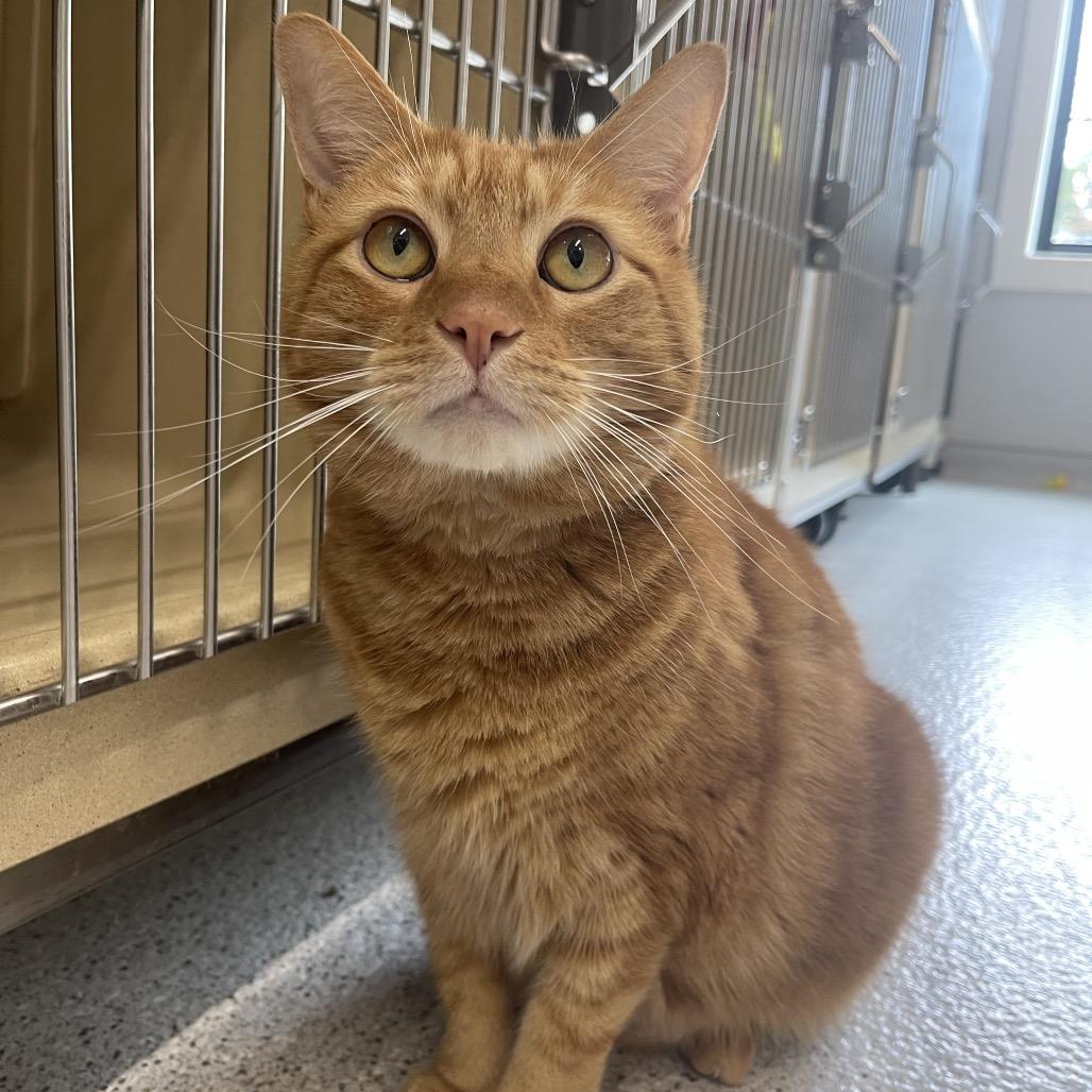 Loki, Adoptable, Senior Male Domestic Short Hair.