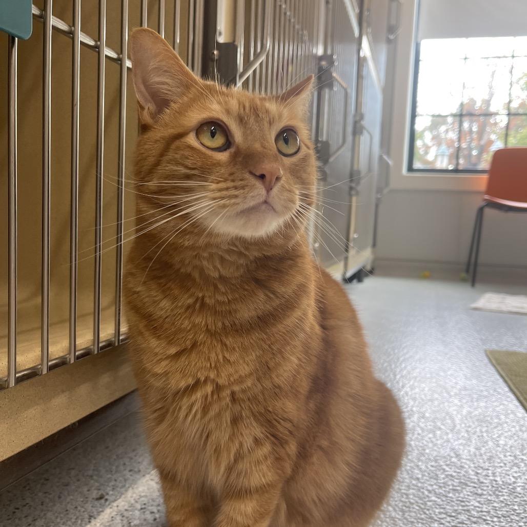 Enlarge Loki, a Adoptable Domestic Short Hair in Winston Salem, NC image 2/5
